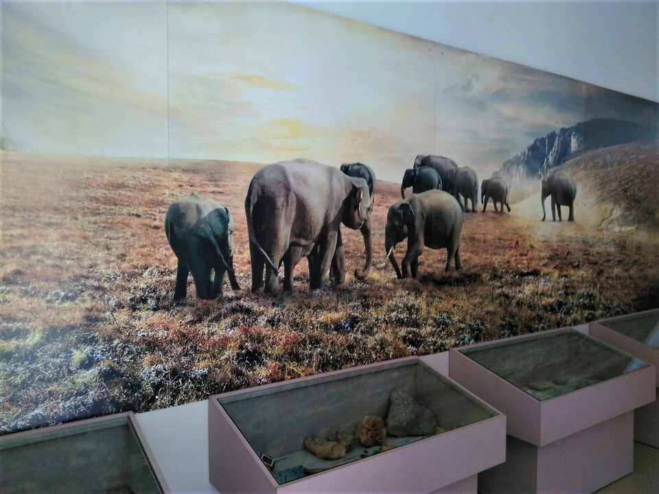 Το Μουσείο Ελεφάντων στην Τήλο