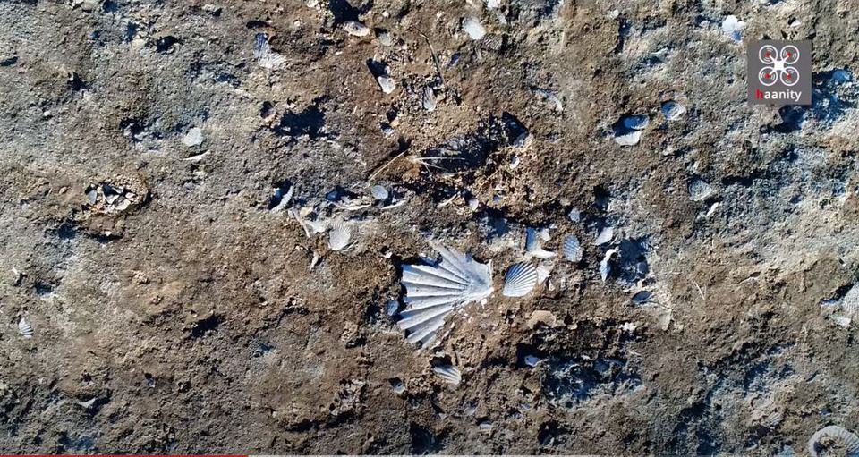 Σπάνια ανακάλυψη: Ο χωματόδρομος χωρίς όνομα με χιλιάδες απολιθωμένα κοχύλια εκατομμυρίων ετών