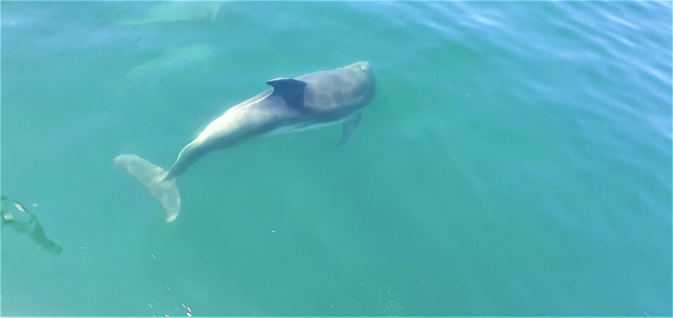 Ημερήσια κρουαζιέρα στον Αμβρακικό παρέα με τα δελφίνια! (video)